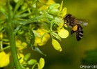 Biene im Flug beim Honigsammeln an einer Wegrauke